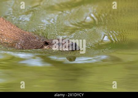 Primo piano della lontra eurasiatica (Lutra lutra) che nuota nel torrente Foto Stock