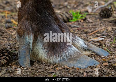 Renna norvegese / renna settentrionale / caribù di montagna (Rangifer tarandus tarandus), primo piano di un ampio zoccolo con due dita e rugiada Foto Stock