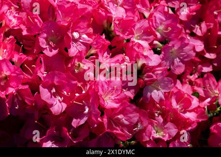 Fiori e fiori di varietà azalee Rhododendron, che fioriscono in primavera. Primo piano, concentrazione selettiva Foto Stock