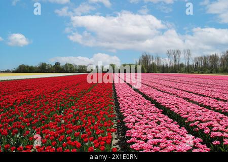 un grande campo di lampadine con lunghe file di tulipani rossi, rosa e gialli nella campagna olandese in primavera e un cielo blu Foto Stock