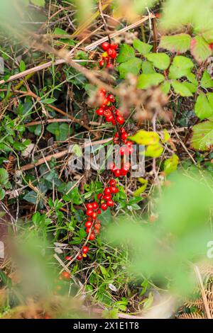 Ammassi di bacche rosse, maturati in autunno, di caprifoglio comune selvatico (Lonicera periclymenum), Cornovaglia, Inghilterra, Regno Unito Foto Stock