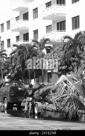 Foto di scorta di un lavoratore che consegna palme. Foto Stock