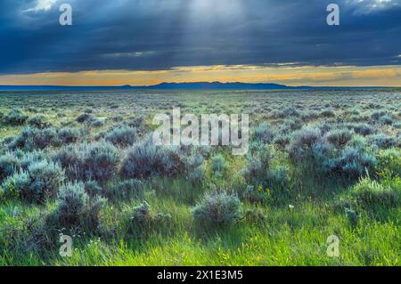 sunburst attraverso la nuvola coperta sopra la vasta prateria di pennello a est delle piccole montagne rocciose nella contea di phillips vicino a zortman, montana Foto Stock