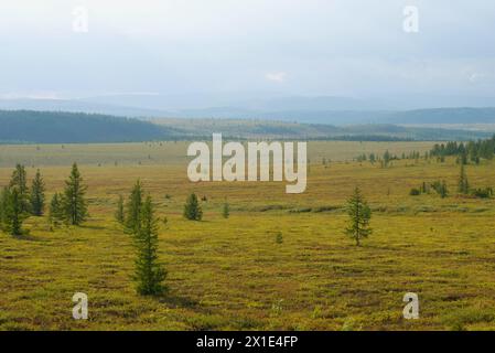 Soleggiato giorno di agosto nella tundra Yamal. Regione polare, Russia Foto Stock