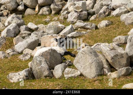 Giovane agnello in un campo a Port on the Wild Atlantic Way a Donegal in Irlanda in Europa Foto Stock