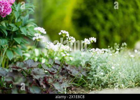 Allium neapolitanum o fiori ornamentali di cipolla che fioriscono su un letto di fiori in un giardino nelle soleggiate giornate estive. Amaryllidaceae piante penniali bulbouus. Beau Foto Stock