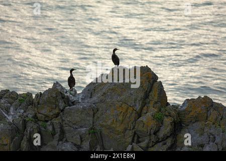 Cormorani sulle rocce dell'isola di Heir sulla Wild Atlantic Way a West Cork in Irlanda Europa Foto Stock