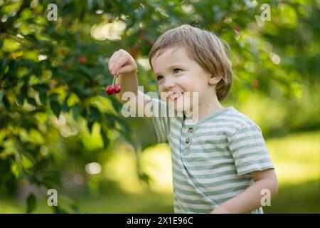 Bambino carino che mangia ciliegie fresche biologiche appena raccolte dall'albero nella soleggiata giornata estiva. Il bambino si diverte all'aperto in un frutteto di ciliegi. Foto Stock