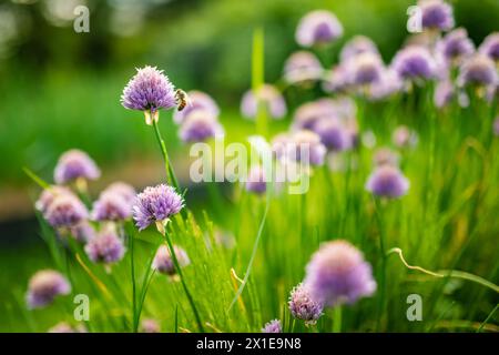 Primo piano di splendidi fiori di erba cipollina fiorito in un giardino. Fiori d'aglio fioriti in morbida luce serale. Bellezza nella natura. Foto Stock