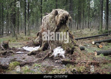 Picea abies, abete rosso norvegese o abete rosso europeo. L'abete è un grande albero di conifere sempreverdi a rapida crescita. Abete caduto con radici. Gli uragani causano maximu Foto Stock