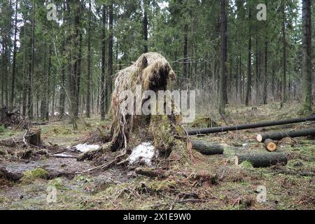 Picea abies, abete rosso norvegese o abete rosso europeo. L'abete è un grande albero di conifere sempreverdi a rapida crescita. Abete caduto con radici. Gli uragani causano maximu Foto Stock