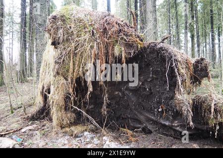 Picea abies, abete rosso norvegese o abete rosso europeo. L'abete è un grande albero di conifere sempreverdi a rapida crescita. Abete caduto con radici. Gli uragani causano maximu Foto Stock