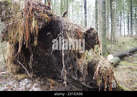 Picea abies, abete rosso norvegese o abete rosso europeo. L'abete è un grande albero di conifere sempreverdi a rapida crescita. Abete caduto con radici. Gli uragani causano maximu Foto Stock