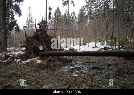 Picea abies, abete rosso norvegese o abete rosso europeo. L'abete è un grande albero di conifere sempreverdi a rapida crescita. Abete caduto con radici. Gli uragani causano maximu Foto Stock