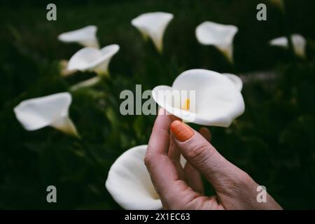 Gigli d'arum bianchi in fiore in mano femminile con manicure arancione. Un giardiniere che cresce e si prende cura delle piante verdi nel giardino primaverile. Bellezza floreale. Foto Stock