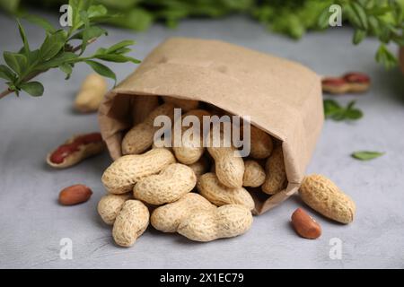 Sacchetto di carta con arachidi fresche non sbucciate su un tavolo grigio, primo piano Foto Stock