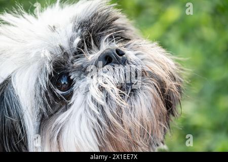 Foto ravvicinata del volto di una bellissima Shih tzu che guarda con attenzione. Foto Stock