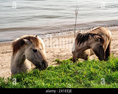 Due cavalli selvaggi pascolano in una giornata calda. Il "cavallo Konik" (in olandese, konikpaarden), è un cavallo relativamente piccolo proveniente dalla Polonia che è stato utilizzato con successo per il pascolo naturale nei Paesi Bassi per diversi decenni. Hanno un tipico colore selvatico. In primavera, gli escursionisti possono facilmente trovarli a pascolare lungo i percorsi escursionistici che attraversano le pianure alluvionali. Preferiscono vivere in grandi gruppi, divisi in piccoli "harem", e si incontrano principalmente nelle pianure alluvionali ricche di nutrienti e di acqua. I Konik possono sopravvivere indipendentemente in natura, poiché sono cavalli selvaggi. Foto Stock