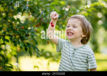 Bambino carino che mangia ciliegie fresche biologiche appena raccolte dall'albero nella soleggiata giornata estiva. Il bambino si diverte all'aperto in un frutteto di ciliegi. Foto Stock