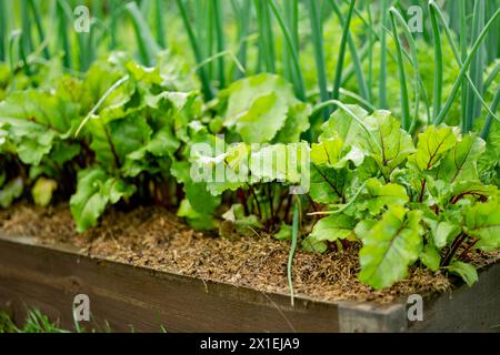 Foglie di barbabietola fresche e scalpelli verdi. Piante di barbabietole e cipolle che crescono in fila nel giardino. Coltivare le proprie erbe e verdure in una casa Foto Stock