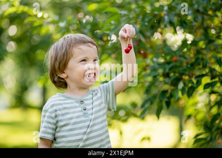 Bambino carino che mangia ciliegie fresche biologiche appena raccolte dall'albero nella soleggiata giornata estiva. Il bambino si diverte all'aperto in un frutteto di ciliegi. Foto Stock