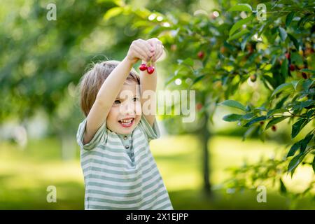 Bambino carino che mangia ciliegie fresche biologiche appena raccolte dall'albero nella soleggiata giornata estiva. Il bambino si diverte all'aperto in un frutteto di ciliegi. Foto Stock