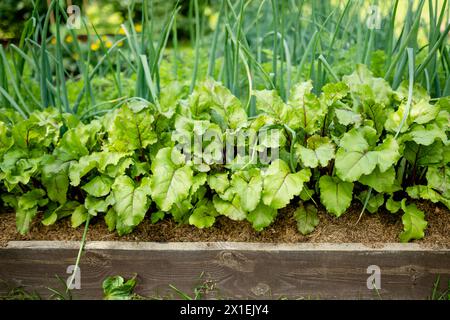 Foglie di barbabietola fresche e scalpelli verdi. Piante di barbabietole e cipolle che crescono in fila nel giardino. Coltivare le proprie erbe e verdure in una casa Foto Stock