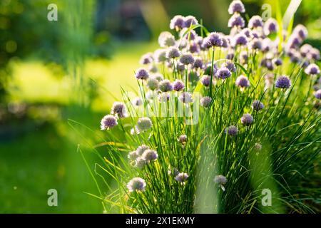 Primo piano di splendidi fiori di erba cipollina fiorito in un giardino. Fiori d'aglio fioriti in morbida luce serale. Bellezza nella natura. Foto Stock