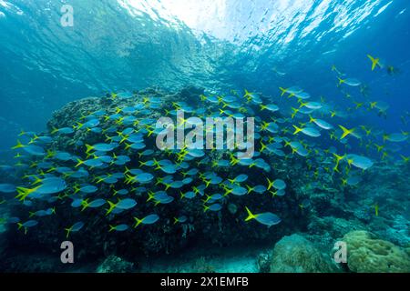 Limanda fusilier, Caesio cuning Raja Ampat Indonesia Foto Stock