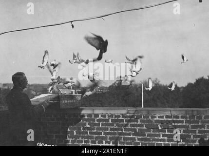 Il maggiore Frank J. Griffin, ufficiale responsabile della sezione piccione, segnala corpi, liberando piccioni portatori da un cestino sul tetto di un edificio di Washington, CA. 1918 Foto Stock