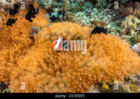Tentacoli di colore neon anemoni marini, Entacmae quadricolor e pesci anemoni di pomodoro, Amphiprion frenatus, Raja Ampat Indonesia. Foto Stock