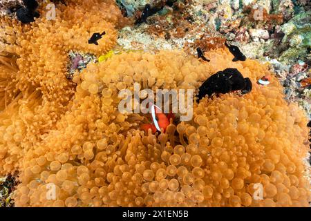 Tentacoli di colore neon anemoni marini, Entacmae quadricolor e pesci anemoni di pomodoro, Amphiprion frenatus, Raja Ampat Indonesia. Foto Stock