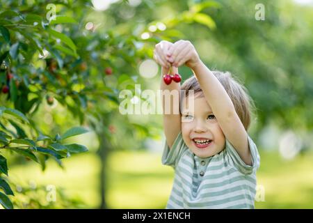 Bambino carino che mangia ciliegie fresche biologiche appena raccolte dall'albero nella soleggiata giornata estiva. Il bambino si diverte all'aperto in un frutteto di ciliegi. Foto Stock