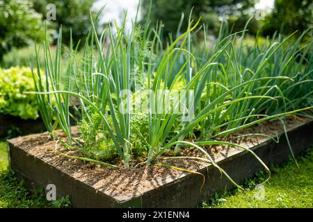 Coltivazione di cipolle nella stagione estiva. Coltivare le proprie erbe e verdure in una casa. Giardinaggio e stile di vita di autosufficienza. Foto Stock