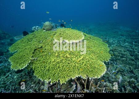 Tabella gigante corallo, Acropora sp., Raja Ampat Indonesia. Foto Stock