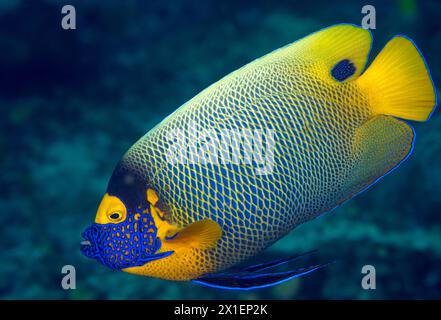 Pesce angelo con maschera gialla, Pomacanthus xanthometopon, Raja Ampat Indonesia Foto Stock