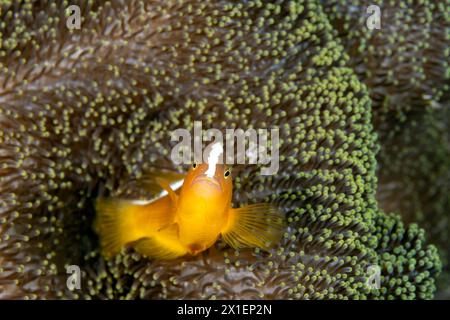 Anemonefisci arancioni sandaracinos di Amphiprion in un anemone marino di Merten, Raja Ampat Indonesia Foto Stock