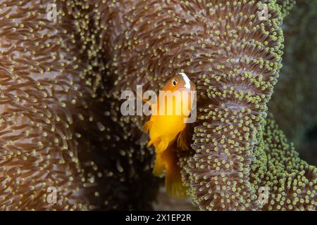 Anemonefisci arancioni sandaracinos di Amphiprion in un anemone marino di Merten, Raja Ampat Indonesia Foto Stock