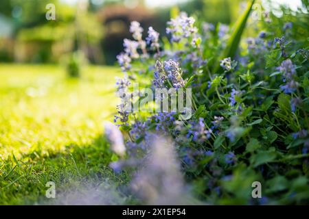 Fiori di gatto (nepeta cataria) fioriscono in un giardino nelle giornate di sole d'estate. Bellezza nella natura. Foto Stock