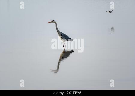 airone grigio in un lago specchio e rossore in volo. splendido scenario naturale minimalista Foto Stock