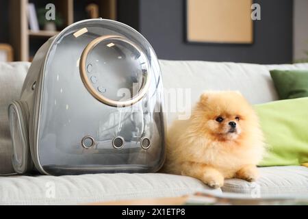 Simpatico cane della Pomerania con porta zaino disteso sul divano di casa Foto Stock
