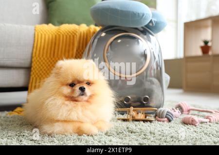 Simpatico cane della Pomerania con porta zaino e giocattoli su tappeto a casa Foto Stock