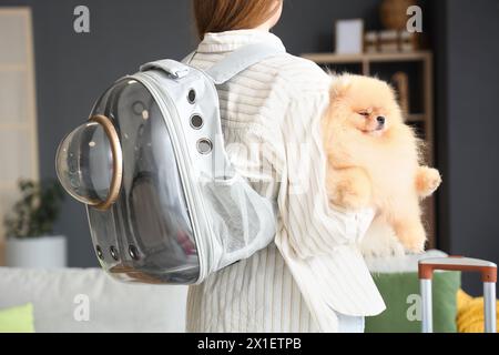 Simpatico cane della Pomerania con porta zaino a casa Foto Stock
