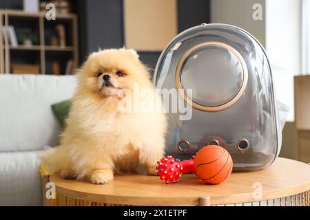 Simpatico cane della Pomerania con porta zaino e giocattoli sul tavolo a casa Foto Stock
