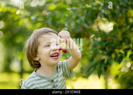 Bambino carino che mangia ciliegie fresche biologiche appena raccolte dall'albero nella soleggiata giornata estiva. Il bambino si diverte all'aperto in un frutteto di ciliegi. Foto Stock