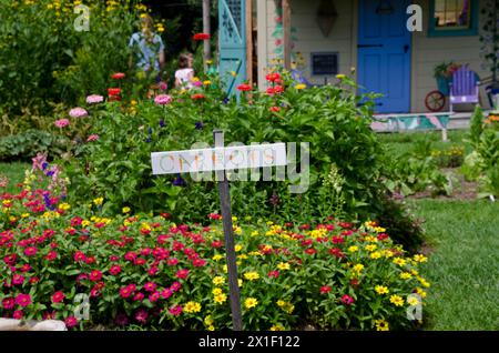Un colorato cartello dipinto a mano per le carote in un giardino comunitario circondato da zinnie e fiori in fiore, Yarmouth ME Foto Stock