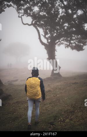 Descrizione: Vista posteriore di un backpacker con abiti impermeabili che cammina attraverso una foresta nebbiosa con alberi di biglaurel. Foresta Fanal, isola di Madeira, Portuga Foto Stock