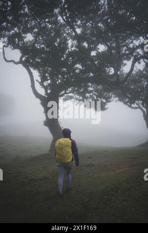 Descrizione: Vista posteriore di un backpacker con abiti impermeabili che cammina attraverso una foresta nebbiosa con alberi di biglaurel. Foresta Fanal, isola di Madeira, Portuga Foto Stock