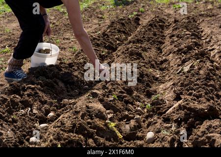 Primo piano di un agricoltore che abbassa un seme di patate in un solco nel terreno, tenendo un secchio di patate in una calda giornata primaverile Foto Stock