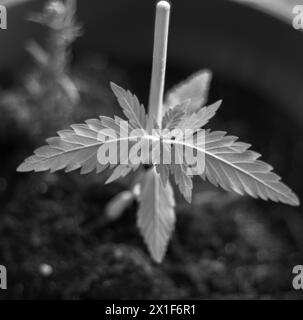 Assisti alle prime fasi della crescita con questa accattivante immagine con un giovane germoglio di cannabis Foto Stock